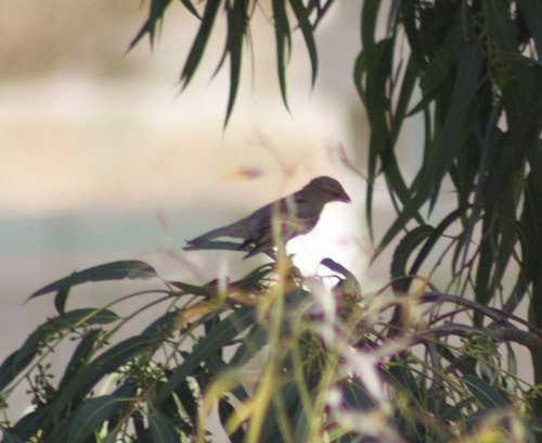 House Sparrow