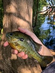 Lepomis auritus × macrochirus