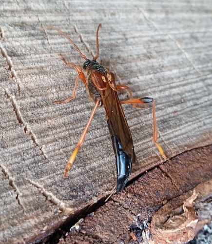 Necydalis major