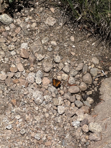 iNaturalist observation photo of California Tortoiseshell