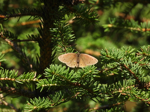 Ringlet