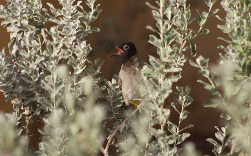 White-spectacled Bulbul