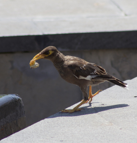 Common Myna