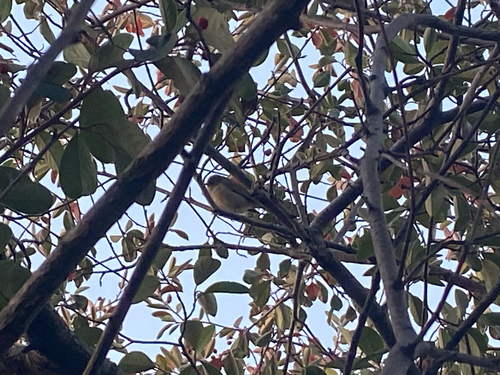 Silvereye
