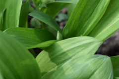 Allium ochotense