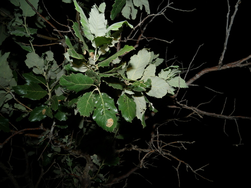 Persian oak