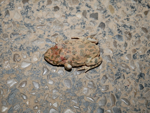 Variable Toad