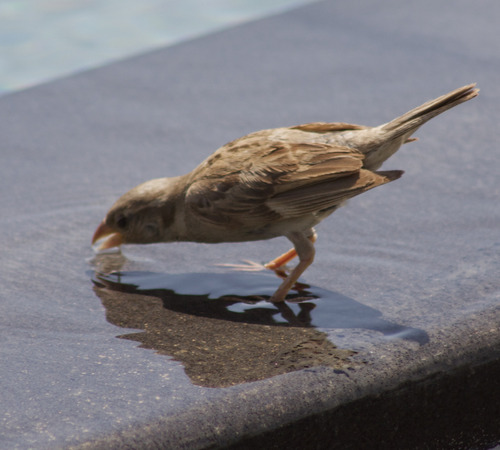 House Sparrow