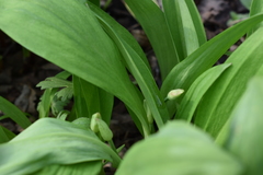 Allium ochotense