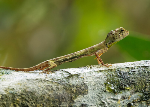 Draco quinquefasciatus, 2026-06-22