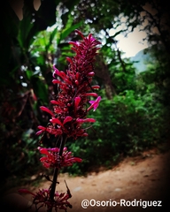 Odontonema callistachyum