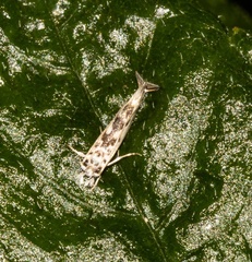 Erechthias mystacinella