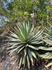 Agave angustifolia