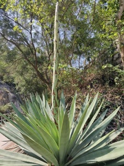 Agave angustifolia