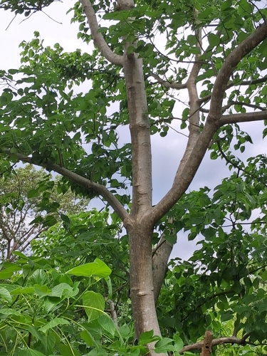 Gyrocarpus americanus, photograph 4
