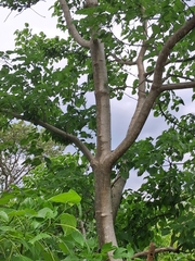 (c) Vikas D Prasad, some rights reserved (CC BY-SA) Gyrocarpus americanus, photograph (c) Vikas D Prasad, some rights reserved (CC BY-SA)