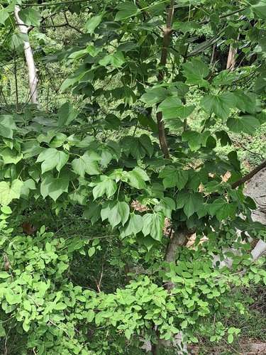 Gyrocarpus americanus, photograph 5