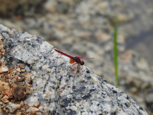 Crimson Marsh Glider