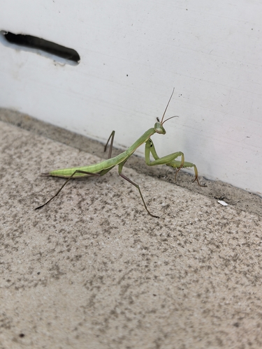 European Mantis