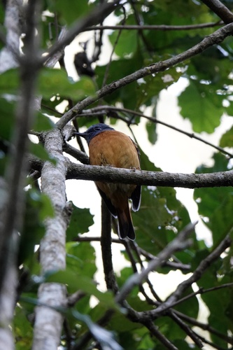 iNaturalist image