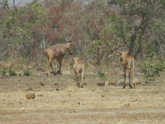 Alcelaphus buselaphus major