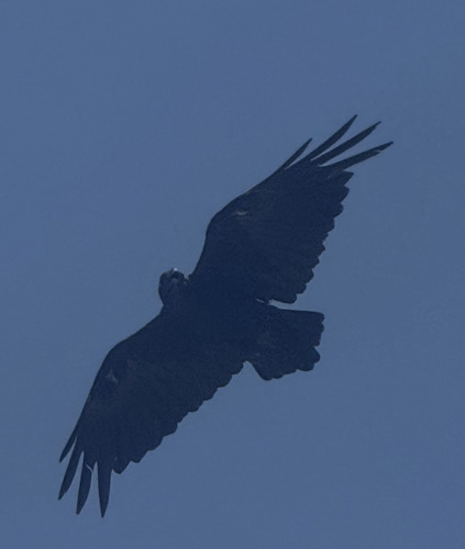 Fan-tailed Raven