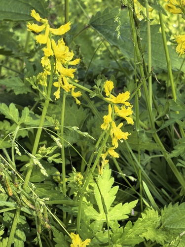 Corydalis pseudimpatiens