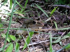 Lithobates brownorum