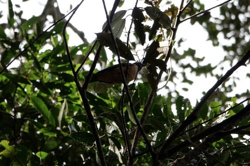 iNaturalist image