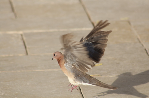 Laughing Dove