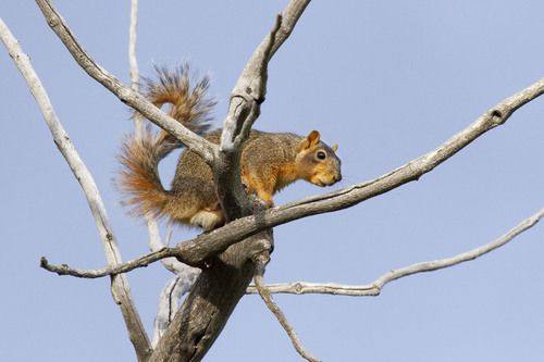 Middle Western Fox Squirrel