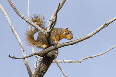 Sciurus niger rufiventer