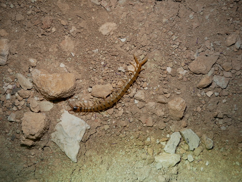 Scolopendra valida