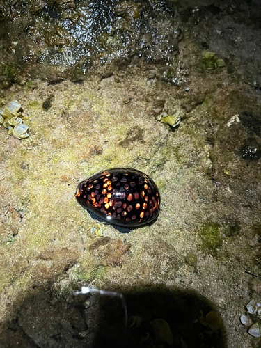 Cypraea mauritiana observed 2026-08-03