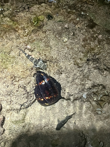 Cypraea mauritiana observed 2026-08-03