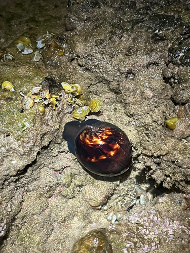 Cypraea mauritiana observed 2026-08-03