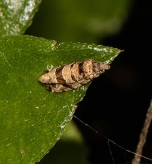 Lobesia peltophora