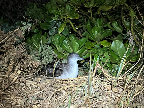 Puffinus pacificus observed 2026-08-03