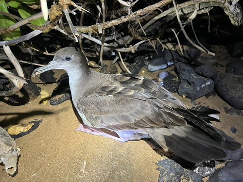 Puffinus pacificus observed 2026-08-03