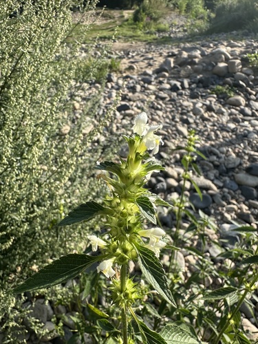 Galeopsis segetum, photograph 2