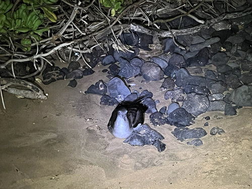 Puffinus pacificus observed 2026-08-03
