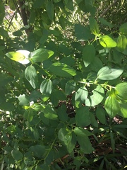 Ceanothus integerrimus macrothyrsus
