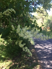 Ceanothus integerrimus macrothyrsus