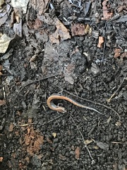 Plethodon cinereus