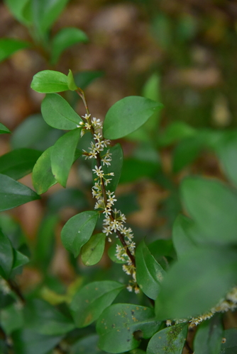 Myrsine stolonifera observed 2026-08-01