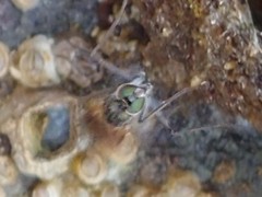 Melanderia mandibulata