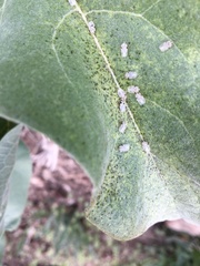 Corythucha immaculata