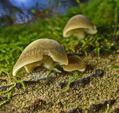 Conchomyces bursiformis