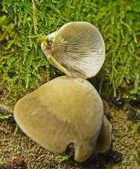 Conchomyces bursiformis