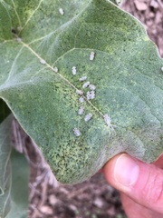 Corythucha immaculata